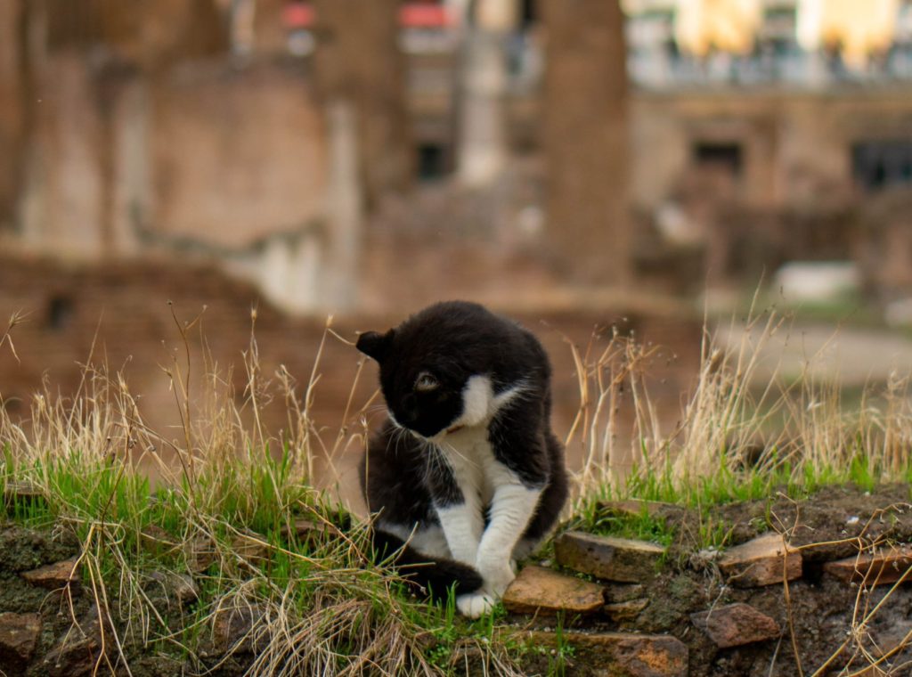 Rome avec des enfants Photo by Gabriella Clare Marino Unsplash